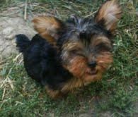 YORKSHIRE  TERRIER  STANDAR    350   OFERTA