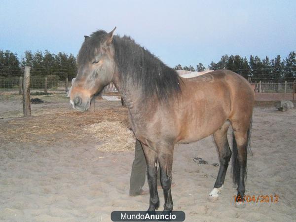 Vendo caballo español