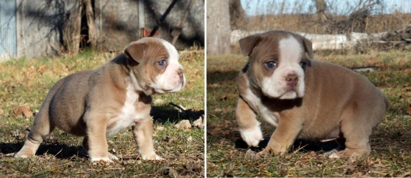 Encantadora cachorros Bulldog Inglés.