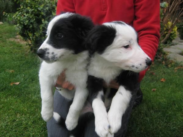 BORDER COLLIE