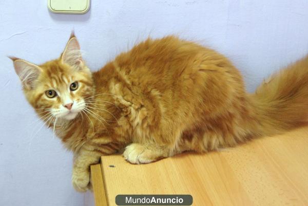 cachorritos maine coon con pedigree