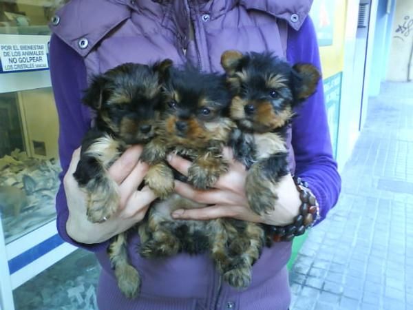 CACHORROS DE YORKSHIRE MACHO, OFERTA 350 EUROS