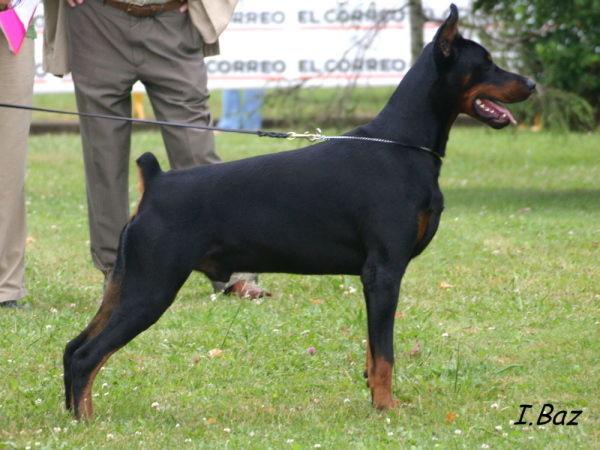 Camada Doberman(Gandy Royal Bell x Cava De Bertiz)