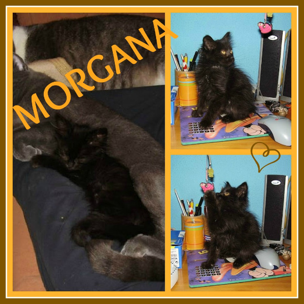 GATA MORGANA, cachorrita negra en adopción