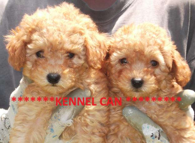 Preciosos cachorros de caniche mini