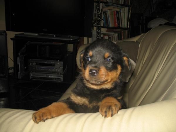 Preciosos Cachorros de Rottweiler