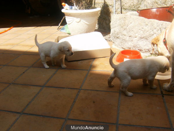 vendo labradores con pedigree