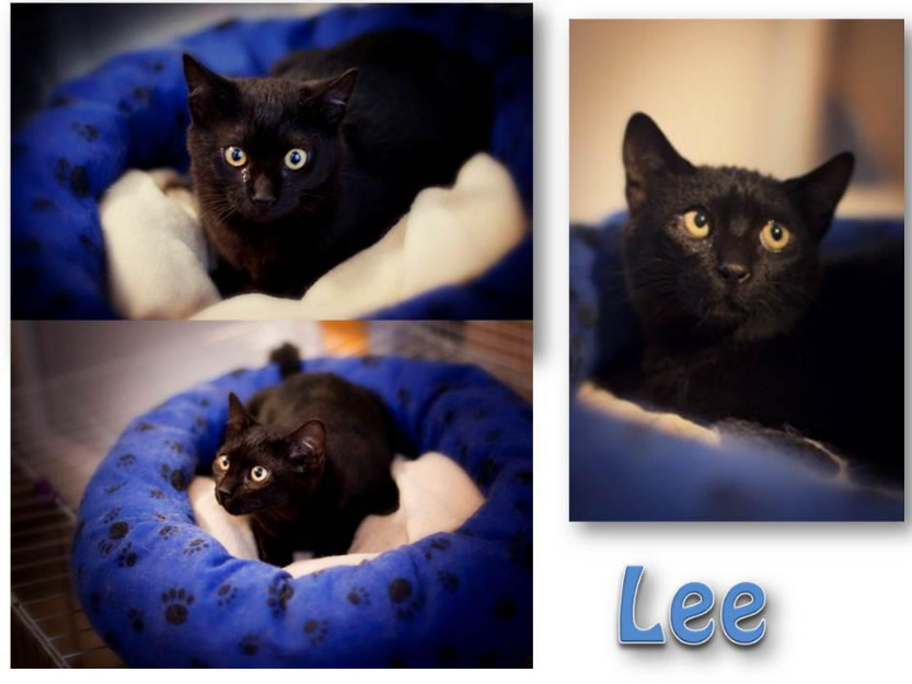 Gatito Lee, bombonazo en adopción, es como una pantera