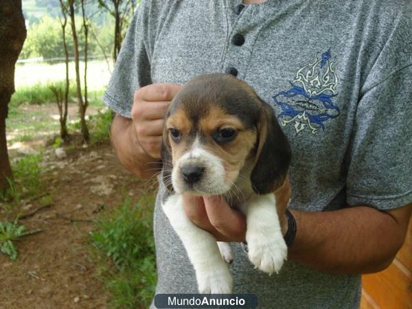 Beagle para monta