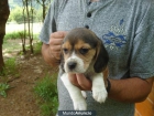 Beagle para monta - mejor precio | unprecio.es