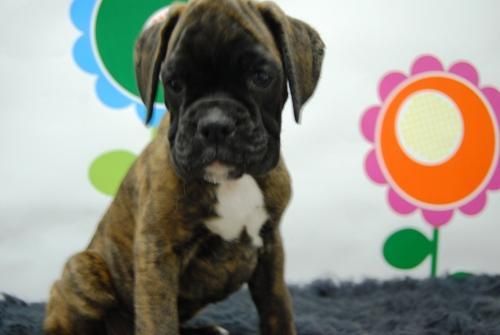 cachorretes de boxer, solo para entendido, calidad y belleza