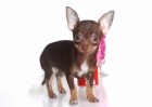 cachorritos chihuahua ENANOS caben en la mano, con PEDIGREE RSCE - mejor precio | unprecio.es