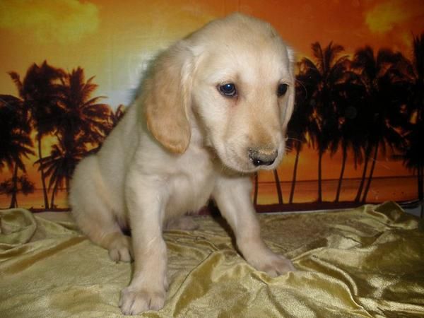 Cachorros de GOLDEN RETRIEVER - 450  -