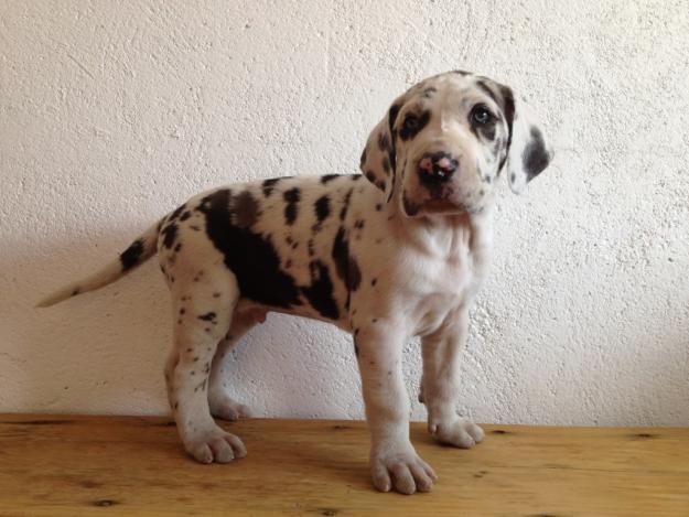 Cachorros Dogo Aleman arlequin excelente calidad