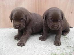 cachorros labrador chocolate barcelona !!