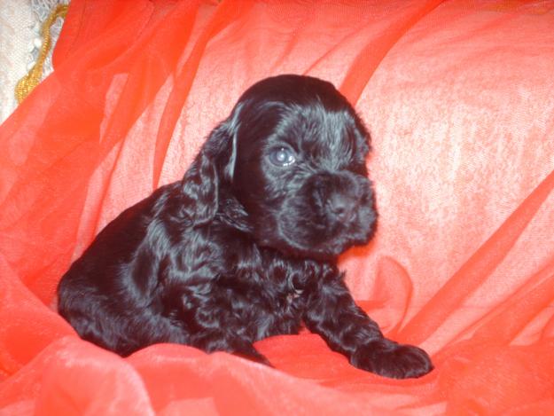 cokers spaniel puro  macho  gran  oferta