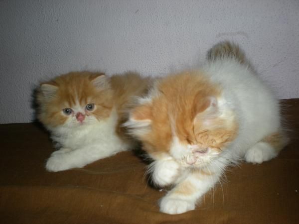 gatos persas machos 180 euros