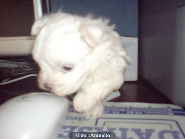 BICHON MALTES, perros, cachorros, criadero, venta.   Preciosa camada, se entrega a partir de los 2 meses. Somos un criad