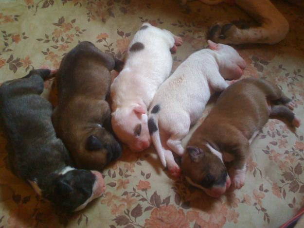 CAMADA DE AMERICAN PIT BULL