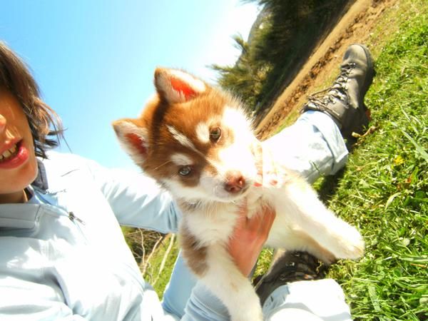 Excelentes cachorros de Husky Siberiano