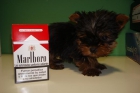 Excelentes Yorkshire terrier minis - mejor precio | unprecio.es