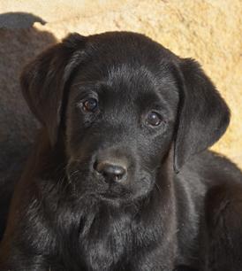 preciosos cachorros labrador negros con pedigree