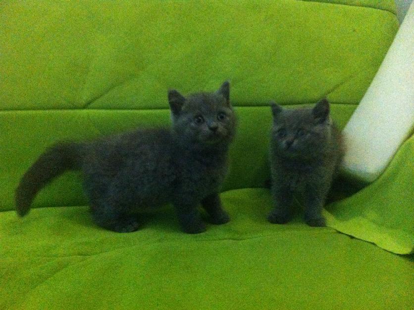 Si buscas british shorthair