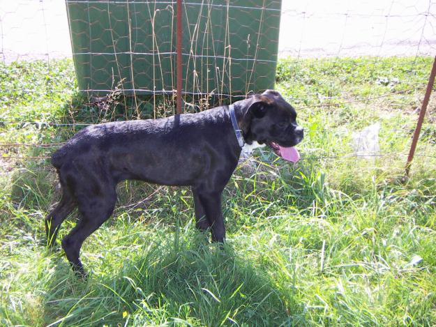 VENDO BOXER NEGRO