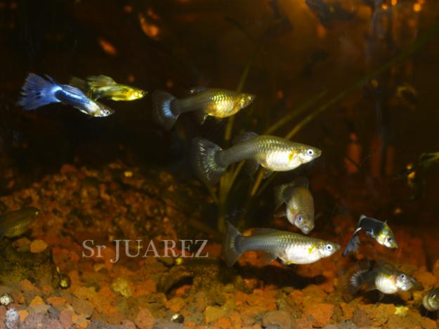 Vendo Guppys o cambio por plantas