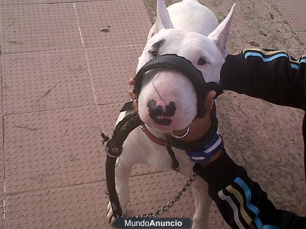 vendo o canbio bull terrier de 1 año y medio con vacunas y chip urgente hoy no lo puedo tener mas lo vendo por 400 preci