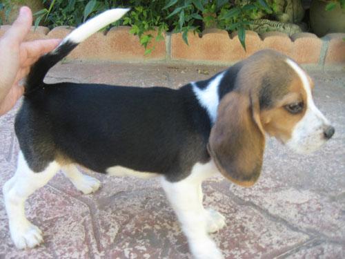 BEAGLES EXCELENTES EJEMPLARES, LINEA FRANCESA EN MADRID 250€