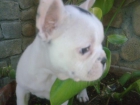 bulldog frances - mejor precio | unprecio.es