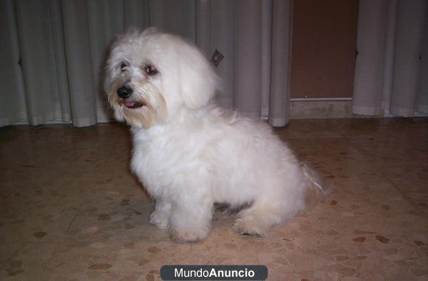 Busco Bichon Maltes Hembra para Monta