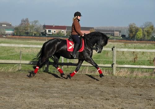 BUSCO CABALLOS ECONOMICOS