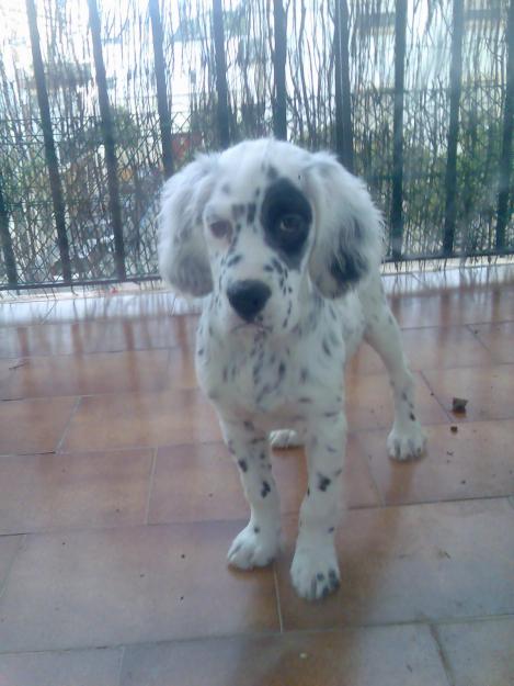 cachorro de cinco meses de setter ingles