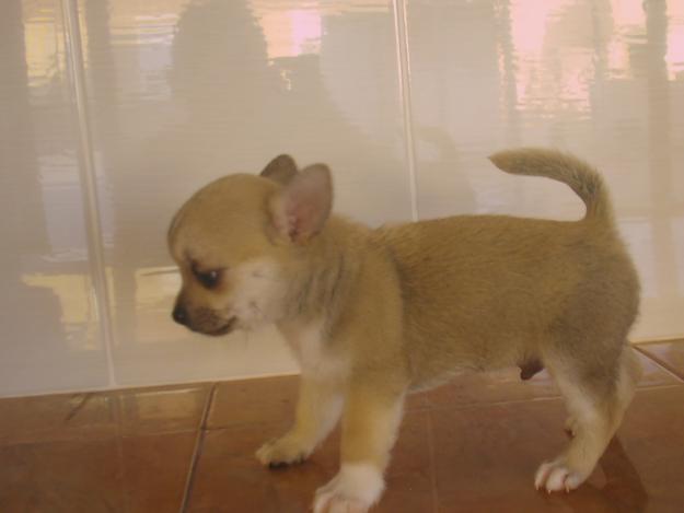 CACHORRO MINIATURA DE CHIHUAHUA MACHO