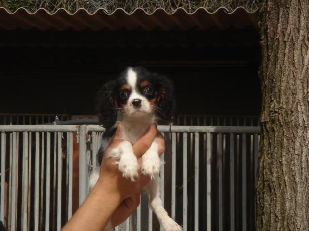 Cachorros de Cavalier king charles