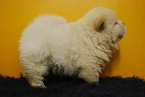 Cachorros de Chow chow, excelente calidad