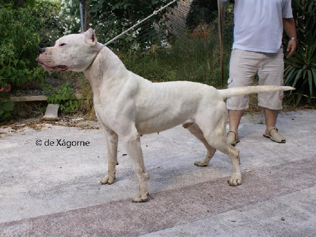 Cachorros de Dogos Argentinos de Xágorne