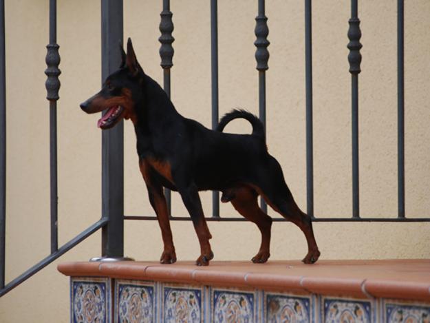 Cachorros de Pinscher Miniatura