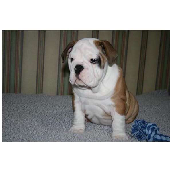 hermosos cachorros bulldog macho y hembra disponible