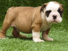 Mejor y superior cachorros bulldog calidad disponible - mejor precio | unprecio.es