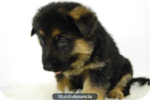 Pastores Alemanes preciosos cachorros disponibles con 2 meses