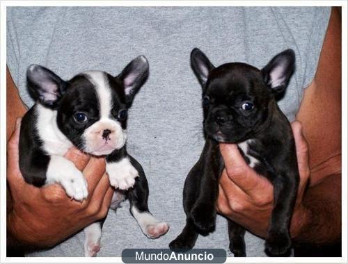 Regalo Excelentes cachorros de bulldog frances