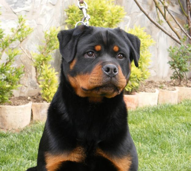 Rottweiler de Pradomonte. Cachorros disponibles.