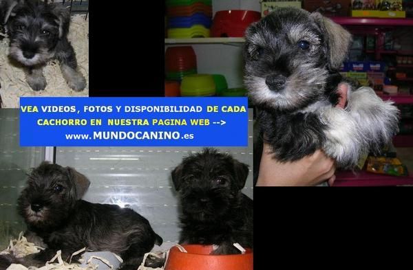 Schnauzer Mini, Bullterrier, Boxer y Pastor Aleman cachorros en Tienda Virtual