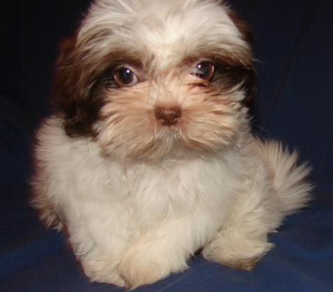 Shih Tzu cachorro