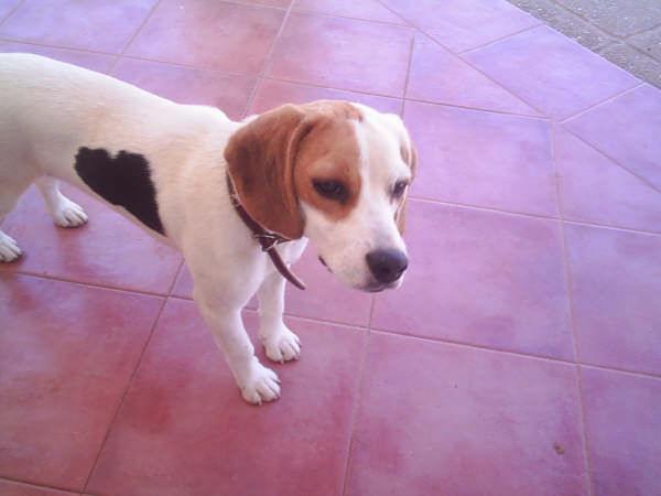 BEAGLE PERDIDA CHICLANA