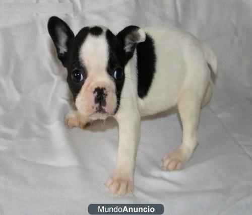 Bulldog Frances Fawn magnifica calidad y estupendo -