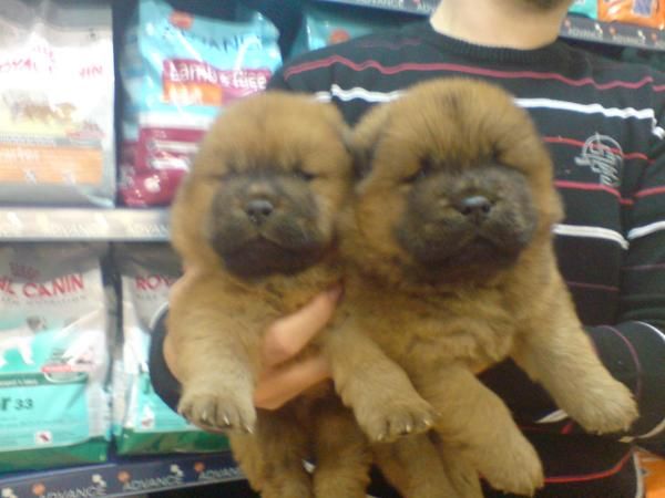 CACHORRITOS DE CHOW CHOW, PRECIOSOS 300 EUROS